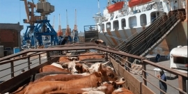 Autorizan a exportar "ganado en pie": ¿puede faltar carne y subir el precio en Argentina?