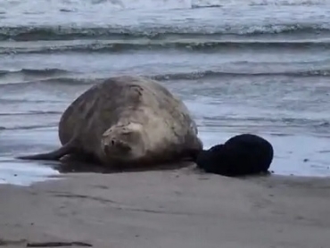 Una elefanta marina tuvo su cría en la playa de Piriápolis