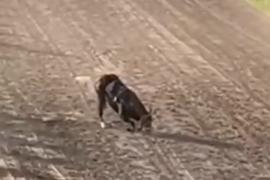 Proteccionistas de animales piden terminar con las carreras de caballo