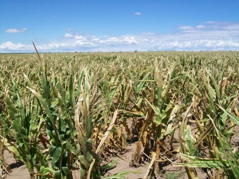 Los cultivos y el fenómeno de “La Niña”